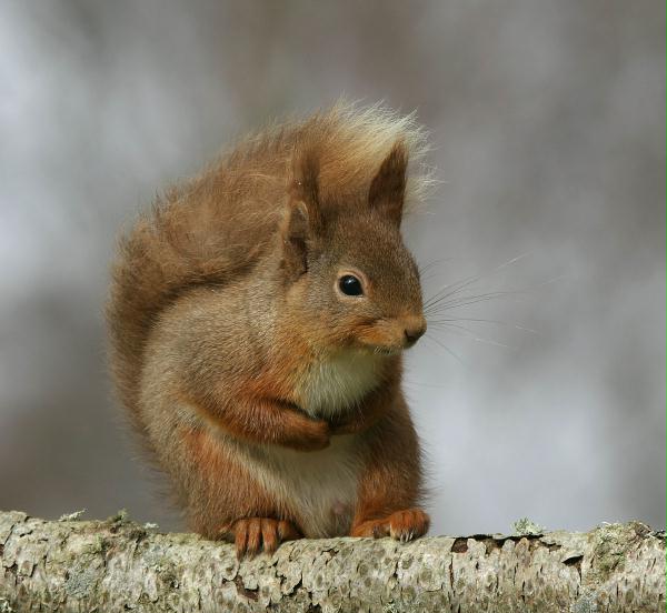Red Squirrel